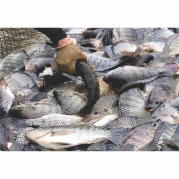 Extrusora para produção de ração de peixes4